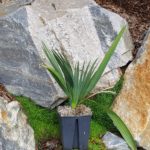 sabal-miamensis-5l