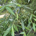 dendrocalamus-sinicus-variegata