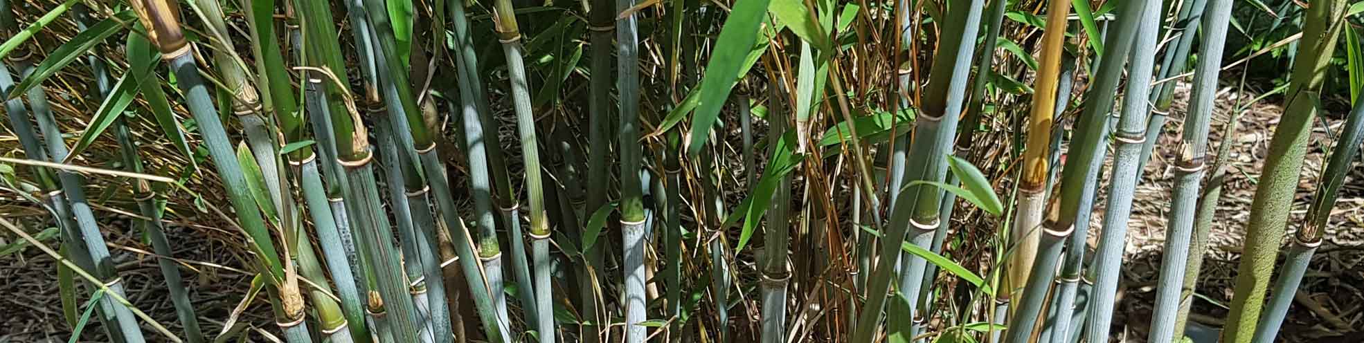 bambou fargesia alocera yunnan