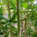 bambusa-dolichomerithalla-Green Stripe