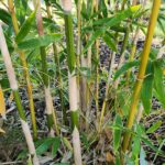 bambusa-dolichomerithalla-green-stripe
