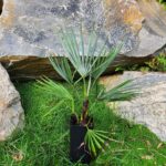 trachycarpus-fortuneixprinceps-2l