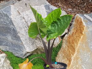 Alocasia Dark Star