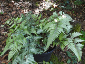 Athyrium niponicum "metallicum"