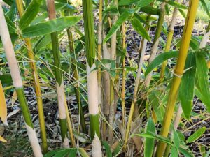 Bambusa dolichomerithalla 'Green Stripe'