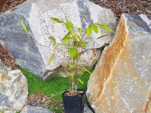 Dendrocalamus Asper