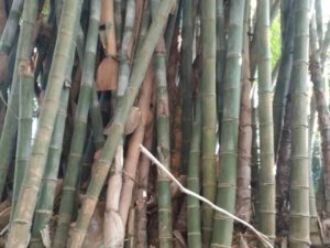 Dendrocalamus Lincang