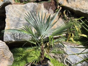 Trachycarpus fortunei x princeps