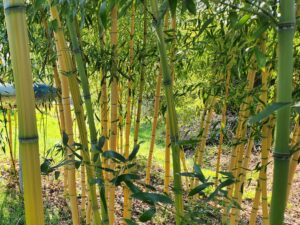 Phyllostachys iridescens heterochroma