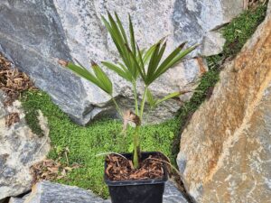 Trachycarpus latisectus