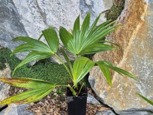 Livistona chinensis