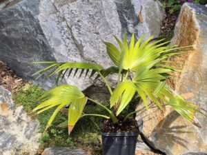 Livistona chinensis