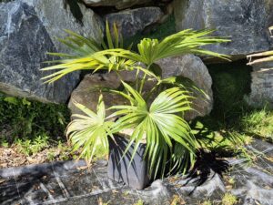 Livistona chinensis "Subglobosa"