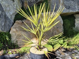 Livistona decora
