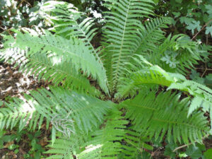 Matteuccia struthiopteris