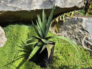 Sabal Minor Louisiana