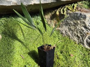 Trachycarpus Ukhrulensis Naga Hills