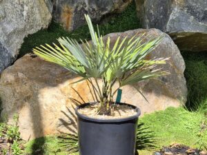 Trachycarpus nainital x princeps
