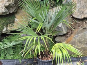 Trachycarpus nainital x princeps