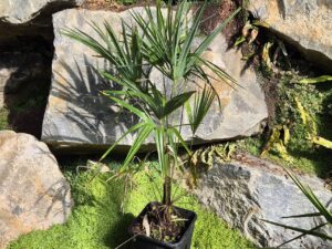 Trachycarpus nova