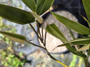 Phyllostachys Bambusoides Albovariegata