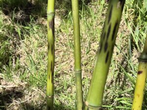 Phyllostachys Bambusoides Lacrima deae