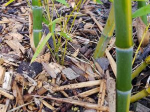 Phyllostachys Edulis luteosulcata