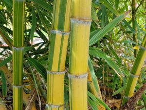 Phyllostachys Edulis Nabeshimana