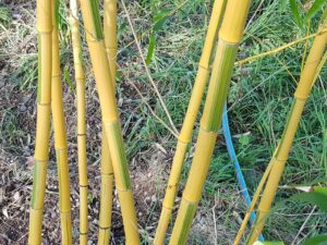 Phyllostachys huangwenzhu inversa