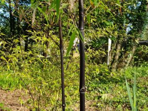 Phyllostachys Nigra "othello"