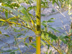 Phyllostachys Bambusoides Mixta