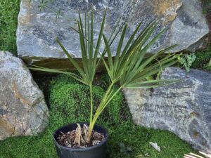 Sabal Causarium