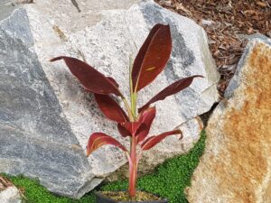 Musa Siam Ruby