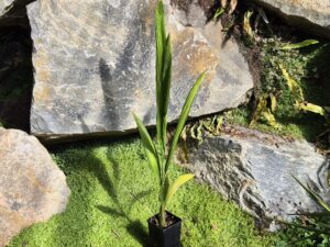 Syagrus Litoralis