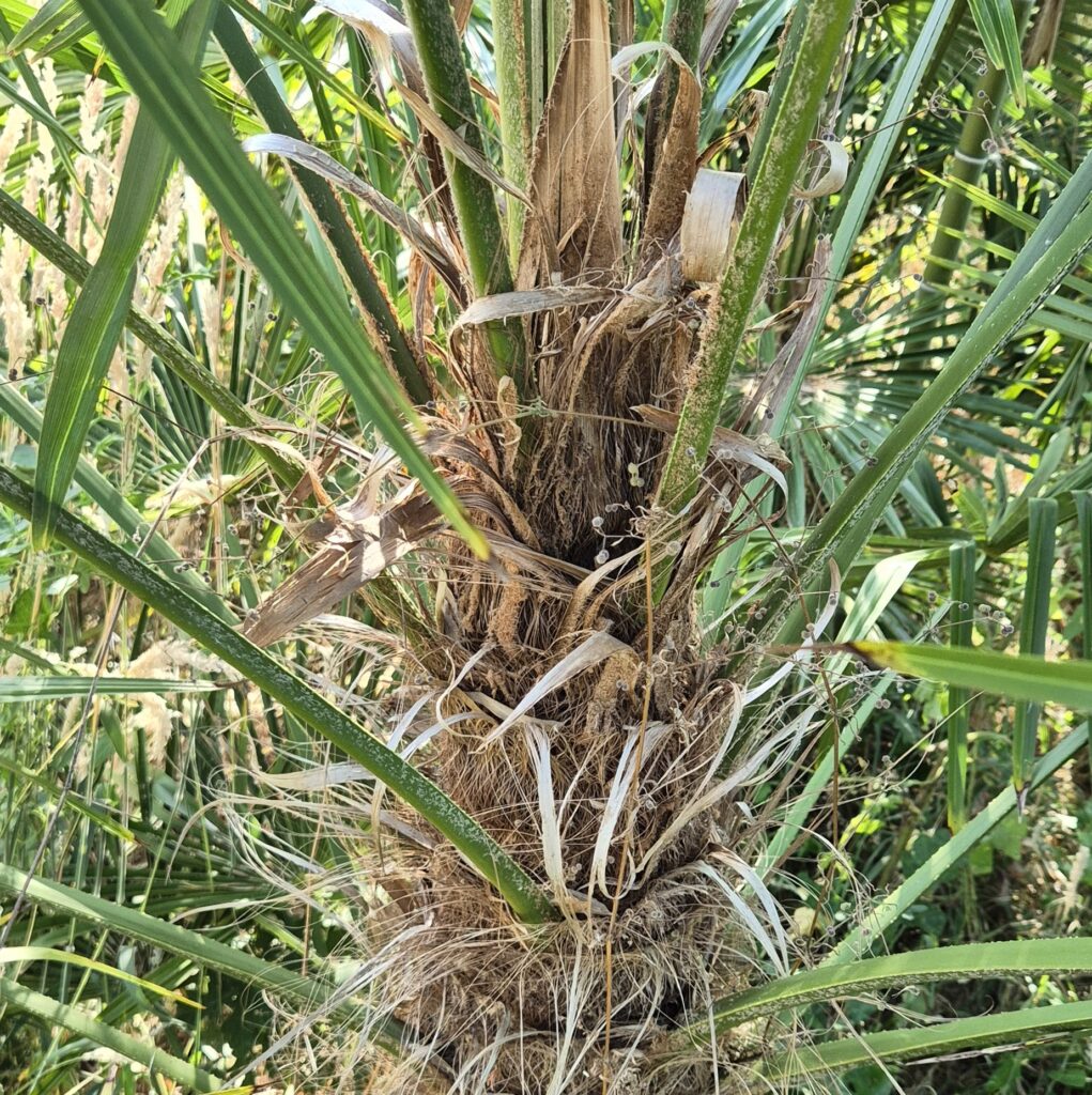 Takil Trachycarpus Takil - Ninjacoconut