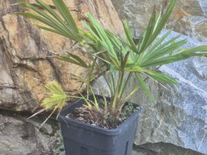 Trachycarpus Takil