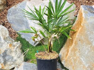 Trachycarpus fortunei x nanus