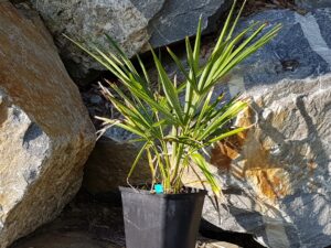 Trachycarpus Takil