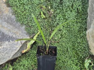 Trachycarpus Ukhrulensis