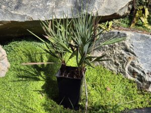 Chamaerops humilis cerifera triple