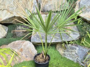 Sabal Uresana