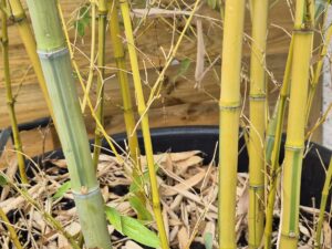 Phyllostachys viridis viridisulcata