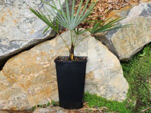 Trachycarpus winsan x princeps