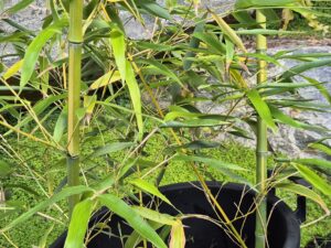 Phyllostachys huangwenzhu