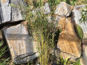 Fargesia  Murialae Maasai