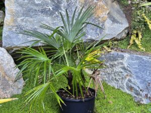 Trachycarpus Wagnerianus x princeps