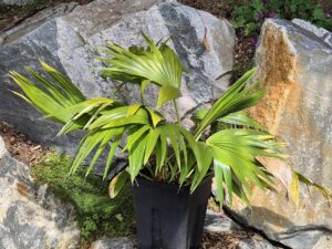 Livistona chinensis double