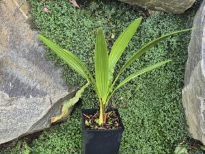 Brahea Edulis