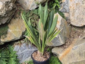 Sabal palmetto "lisa"