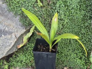 Trithrinax Acanthocoma